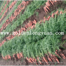 Shandong Fresh New Crop Carrot